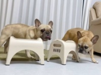 「ちょっとトイレ！待っててね！」と、ディナーの途中でパパが退場…？お預けを食らった愛犬たちは果たして待っていられるのか？