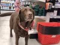 「いらっしゃいませ、何をお探し？」ホームセンターに行ってみたら、犬の店員さんが案内してくれた！