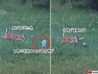 タカに襲われているウサギを鹿が助ける奇跡の映像