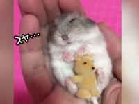 世界中で大ヒット。手の中でぬいぐるみを抱っこしてスヤスヤと眠るハムスターの動画