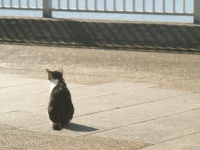 動物に関する法律あれこれ（画像はイメージ）