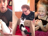 えっ子猫？本当に本当にうちの子になるの？ビックリどっきりなサプライズの瞬間を集めてみた