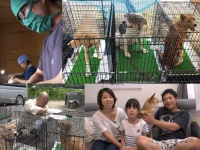 一般社団法人 保護犬のわんこのプレスリリース画像