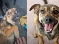 「怖い、でもいっしょに連れて行ってほしい！」路上で出会った犬が、今では大切な家族の一員に