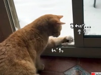猫が雪とファーストコンタクト。その正体を探るべく冒険に出る