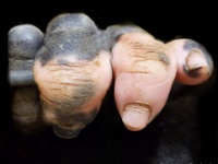 ゴリラの手って人間に似てる！指の一部がピンク色のゴリラの手のクローズアップ写真