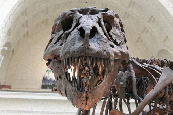 tyrannosaurus-447801_640_e