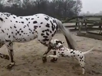ねえどうやったらそんなに大きくなれるの？ボクも大きくなれる？ねえなれる？（ダルメシアン犬）