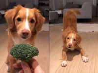 ブロッコリーが好きすぎる犬。ブロッコリー欲しさに持ちネタすべてを発動する