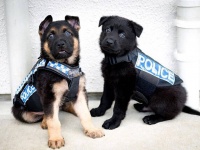 警察犬の教育は早期から。子犬のうちから訓練を積むかわいい候補生たち