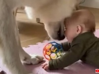 愛犬「あらあら、オモチャが飛んでっちゃった？」優しいお姉ちゃん犬、赤ちゃんの手を離れたボールをすぐに取りに行く