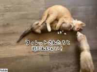 フェレットと遊びたい子猫、ケージを開けたら猫まっしぐら！