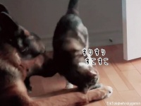 スリスリからのズトーン！甘える猫に対するジャーマンシェパードの包容力に心が溶ける