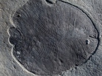 「ディッキンソニア」は地球最古の動物だった！5億5,800万年前の化石でその正体が明らかに（オーストラリア研究）
