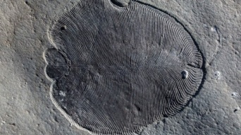 「ディッキンソニア」は地球最古の動物だった！5億5,800万年前の化石でその正体が明らかに（オーストラリア研究）