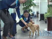 ここがボクの居場所なんだ！キャビンアテンダントのお姉さんが大好きな保護犬のお話