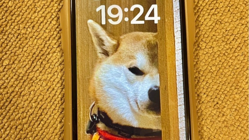 すっごく待ち受けてます...　とある柴犬飼いのロックな「待ち受け画面」が話題に