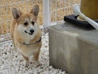 「あっ、あっ...」「いぬがいっぱいいる」　ドッグランで〝陰キャ〟発揮するコーギーに1.9万人共感