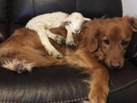 母親に見捨てられた子ヤギを愛した犬。その犬の心の傷を癒したのは別の子ヤギだった（カナダ）