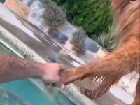 私の手につかまっていなさい。飼い主がプールに入ると手をつなごうとする犬
