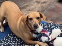 洪水ですべてを失ってしまった犬たちに元気になってもらおうと、ぬいぐるみがプレゼントされる