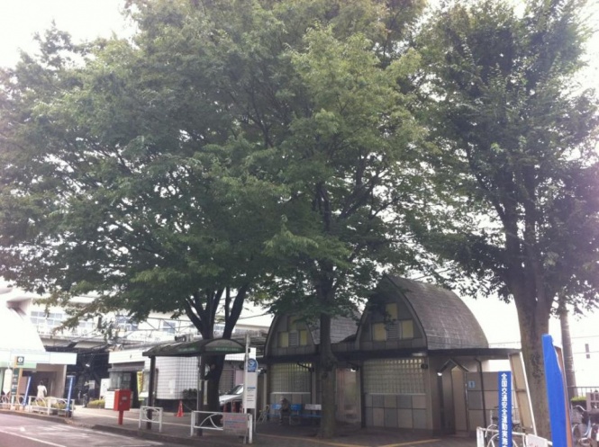 志村けんの木（画像はFlickrより、naruhodonさん撮影）
