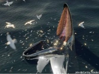 中世の写本に描かれた伝説の巨大海獣「ハーヴグーヴァ」はクジラの捕食行動だった可能性
