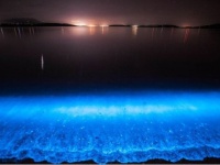 サンディエゴの海岸が青く染まる時。赤潮の発生でプランクトンが増殖。波打ち際は幻想的な青に包まれる（アメリカ）