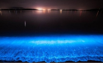 サンディエゴの海岸が青く染まる時。赤潮の発生でプランクトンが増殖。波打ち際は幻想的な青に包まれる（アメリカ）