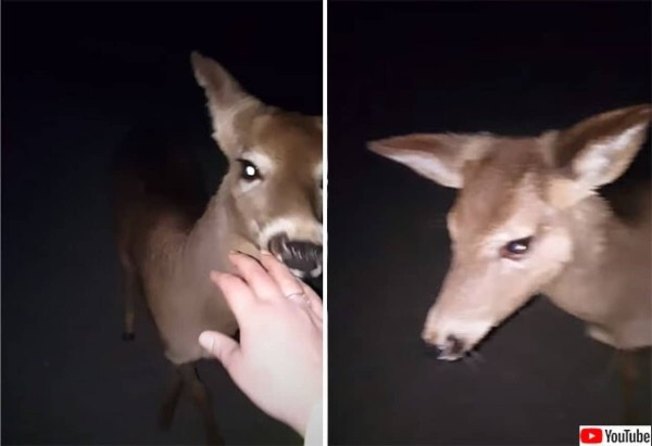 深夜に徒歩で自宅に向かっていた女性に寄り添い続けた野生の鹿