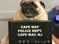 犬氏、ついに逮捕。逮捕時のマグショットが公開される（アメリカ）