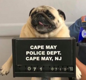 犬氏、ついに逮捕。逮捕時のマグショットが公開される（アメリカ）