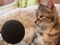世界一大きなゴロゴロ音でギネス世界記録を更新した猫（要音声）