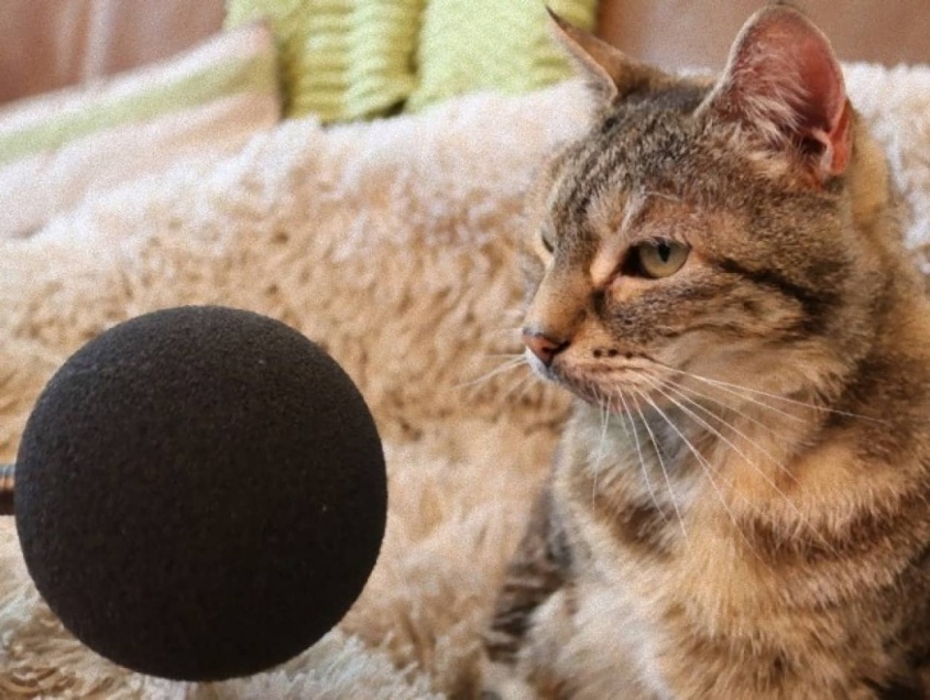 世界一大きなゴロゴロ音でギネス世界記録を更新した猫（要音声）