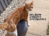 猫のお腹の中に潜り込み一緒に歩くことに楽しみを見出してしまったウサギ