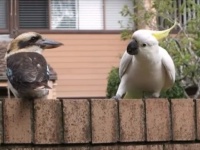 「気になる！」と思ったらもう止まらない！カワセミのしっぽにちょっかいを出しまくるオウム