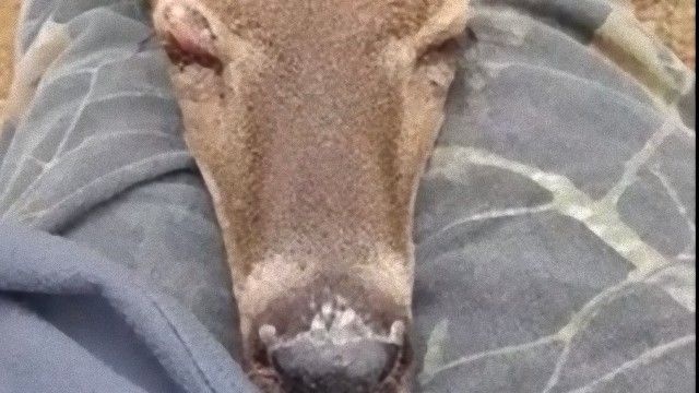 これどうしよう？膝枕で爆睡する野生のシカの甘えん坊っぷり