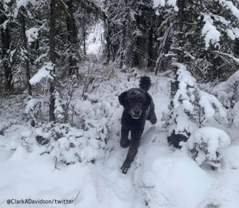 男性が雪の中を走っている？ネットをざわつかせた錯視画像