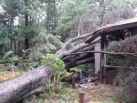 倒木したレバノン杉（以下、画像は京都府立植物園提供）