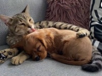 これはいわゆるブロマンスなのか？出会った瞬間に恋？に落ちた犬と猫のいちゃつきっぷりをご堪能ください