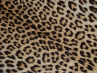 大阪人、ヒョウ柄に不安？ 画像はイメージです（BBM Explorerさん撮影、flickrより）