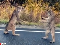 カナダオオヤマネコが路上でタイマン対決。にらみ合ってからのファイッ！