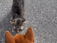 犬と散歩中、小さな毛玉がすり寄ってきた。ペットに迎え入れたところすくすくと大成長。子猫はメインクーンだった