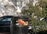 ゴミ箱のゴミを漁りに来たカモメだが、人間の知恵の方が一枚上手だった。