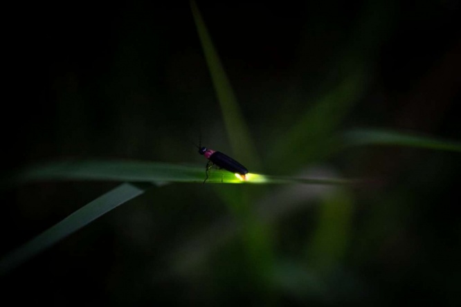 光の正体はホタルだった（画像はPhotoAC） 