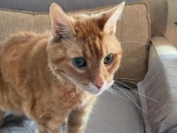 「うちの22歳の猫を見てください！」シニア猫の写真が海外掲示板で話題に