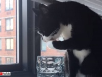 水が嫌いなはずなのに？猫が水の入った器に前足を付ける理由