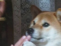 柴犬さんの〝うっかりミス〟が4万人のハートもキャッチ　大好きなリンゴを前に気もそぞろ？