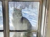 「こんにちは、まだまだ寒いね」窓の向こうにお客さんが！オオヤマネコがやってきて、家の中を覗き込んできた！