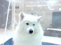 サモエド犬のブロータイム「さよなら、ボクの抜け毛…」と神妙にドライヤーの風に当たる犬